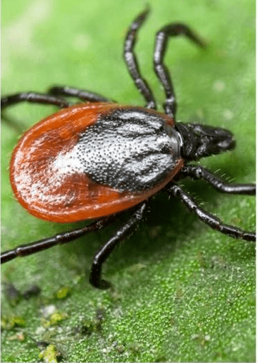 ectoparasites